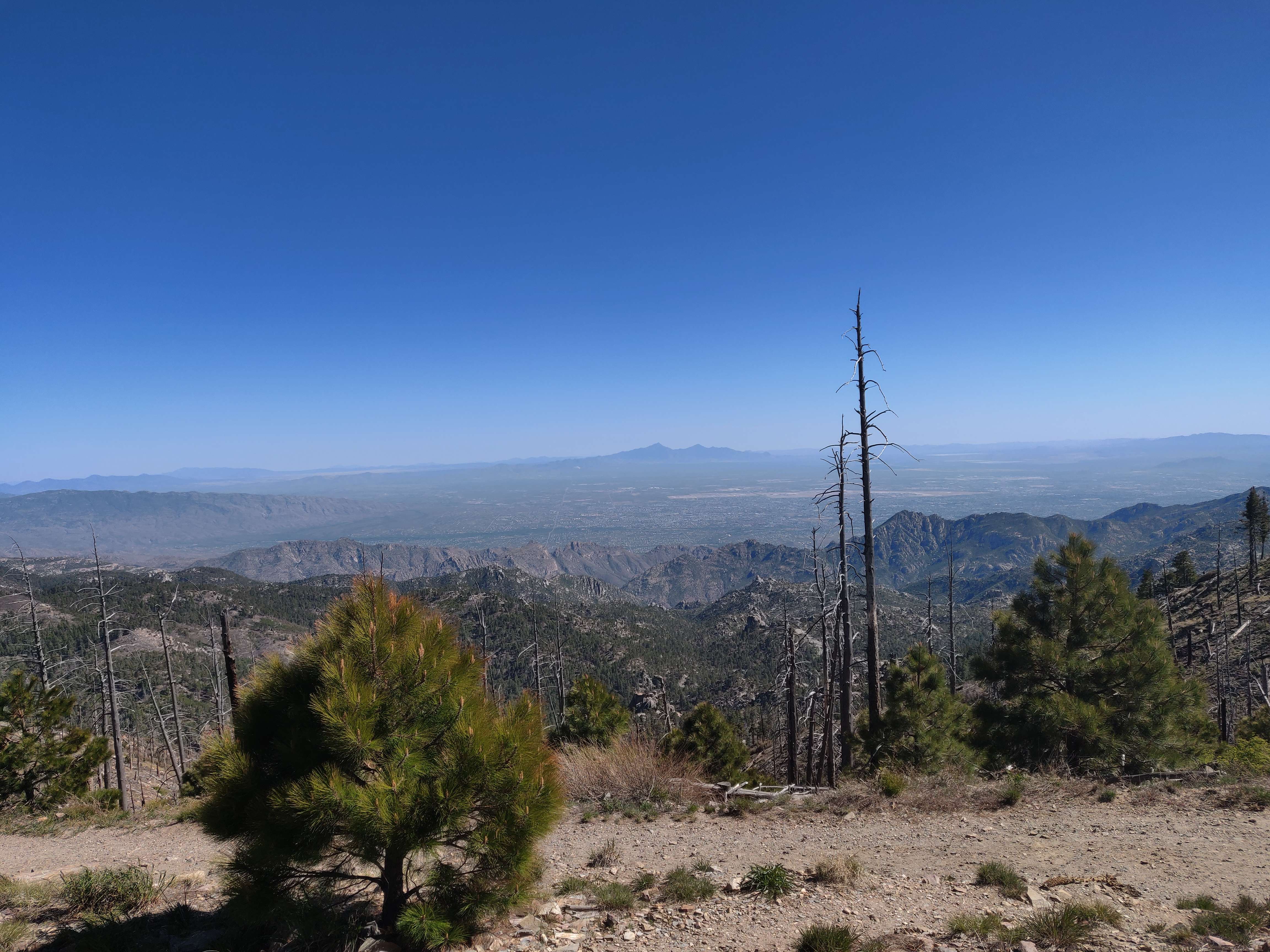 mt lemmon